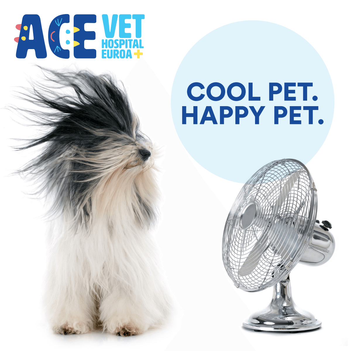 Heat Stroke and Your Pets: What You Need to Know as the Hot Weather Approaches Heat Stroke and Your Pets: What You Need to Know as the Hot Weather Approaches